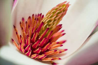 Close-up of flower against blurred background