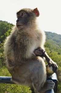 Monkey looking away