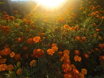 Close-up of flowers blooming outdoors