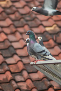 Close-up of pigeons perching on roof