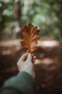 Close-up of hand holding maple leaf