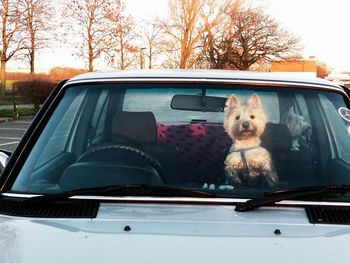 Dogs in parked cars against bare trees