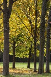 Trees in forest during autumn