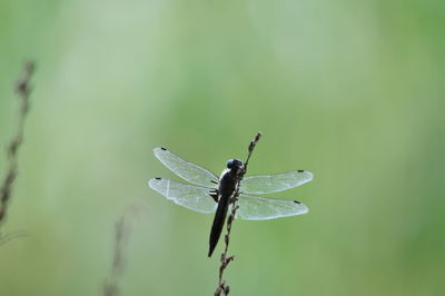 Close-up of dragonfly on plant