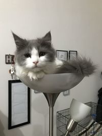 Close-up portrait of cat on table at home