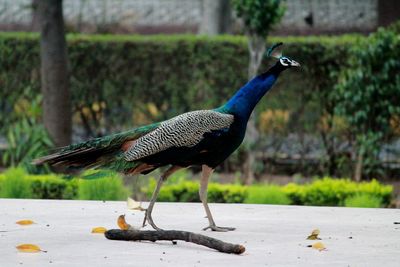 Side view of a bird on field