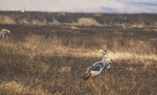 Bird perching on field