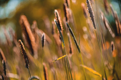 Close-up of wet plants