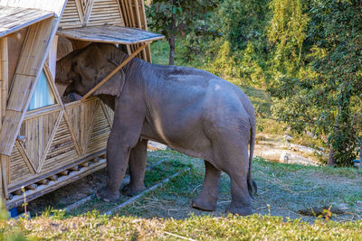 Close-up of elephant on field