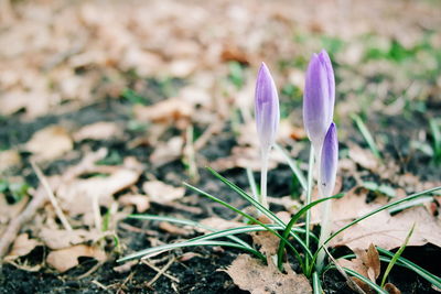 Close-up of purple flowers blooming in field