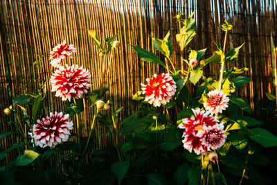 Close-up of flowers