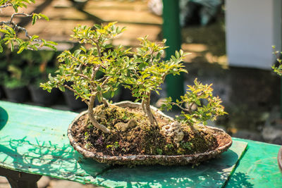 Close-up of potted plant on table