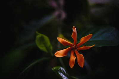 Close-up of orange flowering plant