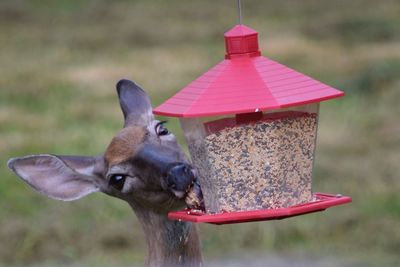 Close-up portrait of bird eating feeder