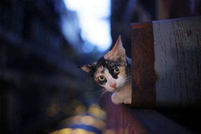 Portrait of cat on metal outdoors