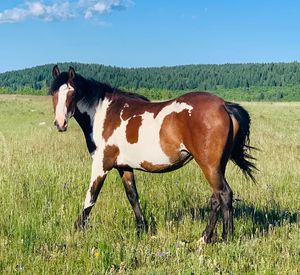 Side view of a horse on field