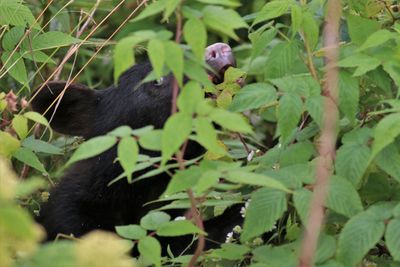 Monkey in a tree