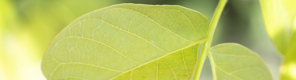 Close-up of fresh green leaves