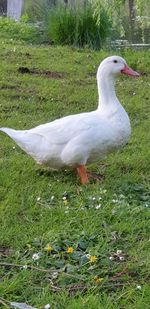 Side view of a bird on field