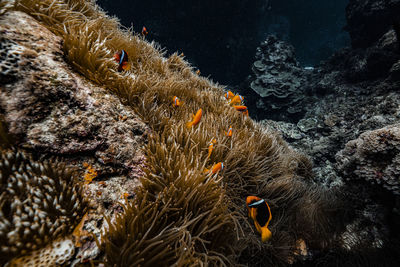 Fish swimming in coral under sea
