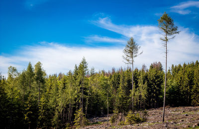 Trees growing in forest against sky