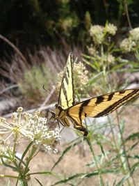 Close-up of butterfly on flower