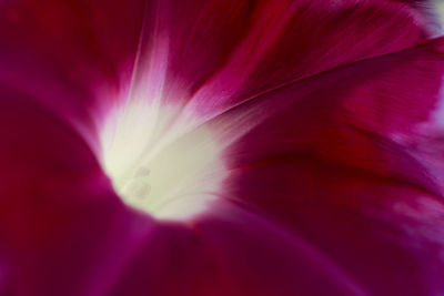 Macro shot of flower