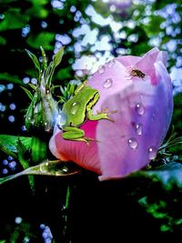 Close-up of jellyfish in water