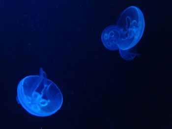 Close-up of jellyfish in water