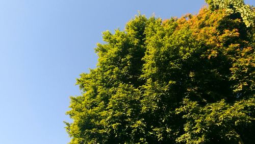 Low angle view of tree against clear sky