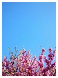 Low angle view of pink flowers blooming against clear blue sky