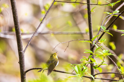 Close-up of bird perching on branch