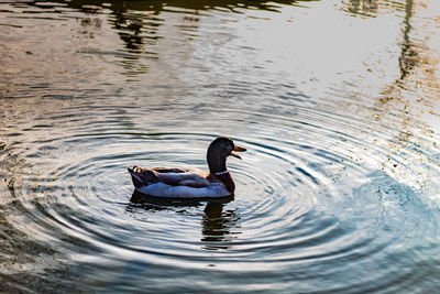 Duck swimming in lake