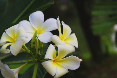 Close-up of frangipanis growing outdoors