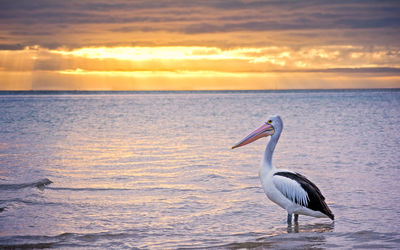 Side view of pelican in sea against sky during sunset