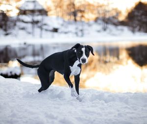 Dog running in snow