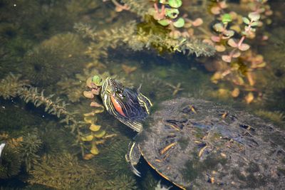 Close-up high angle view of red earred slider turtle swimming in water