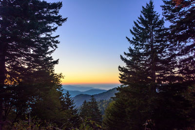 Silhouette of trees at sunset