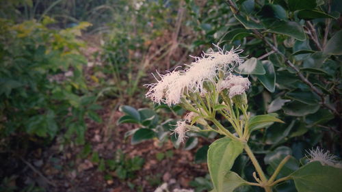 Close-up of flowers blooming outdoors