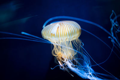 Close-up of jellyfish swimming in aquarium