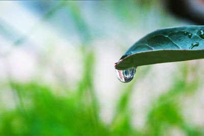 Water droplets at the end of the leaf