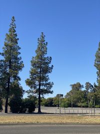 Trees on field against clear blue sky