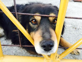 Portrait of dog in cage