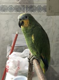 Close-up of parrot perching in cage