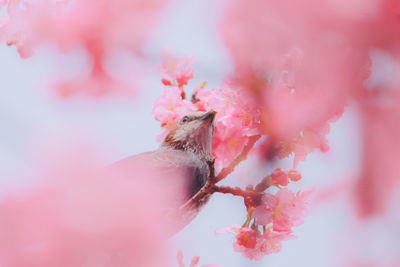 Close-up of bird perching on flower