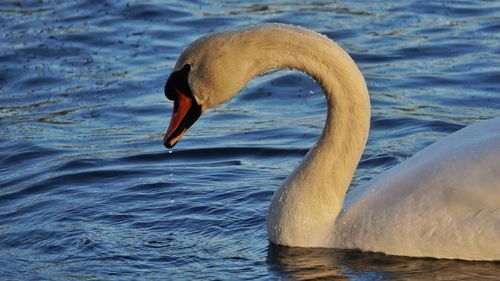 Close-up of swan swimming in lake