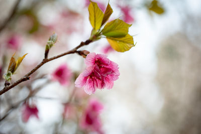 Close-up of pink cherry blossoms