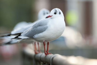 Close-up of bird perching on railing