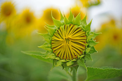 Close-up of sunflower on plant