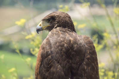 Close-up of bird